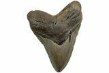 Serrated, Fossil Megalodon Tooth - North Carolina #226475-1
